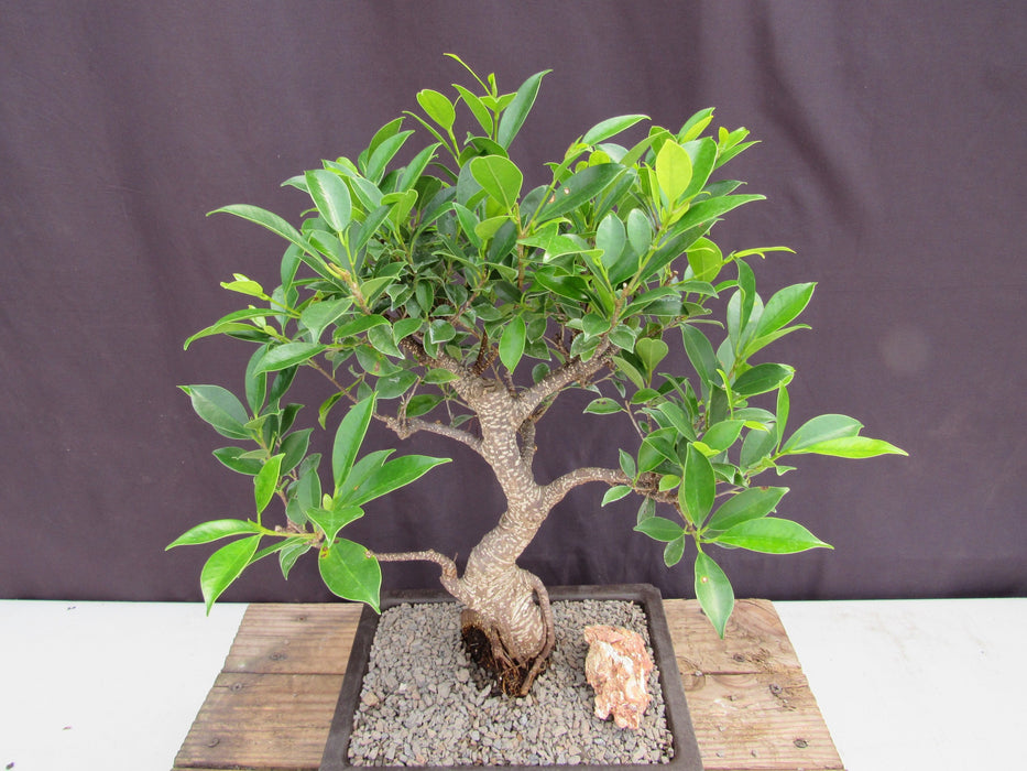 big leaf bonsai tree Extra Large Ficus Retusa Bonsai Tree