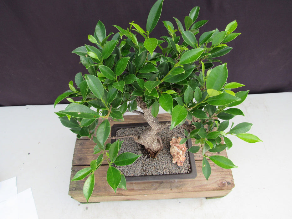 Extra Large Ficus Retusa Bonsai Tree - Curved Trunk Style Canopy