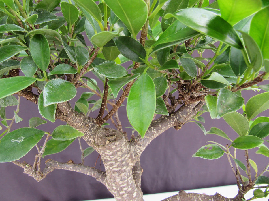 Extra Large Ficus Retusa Bonsai Tree - Curved Trunk Style Leaves