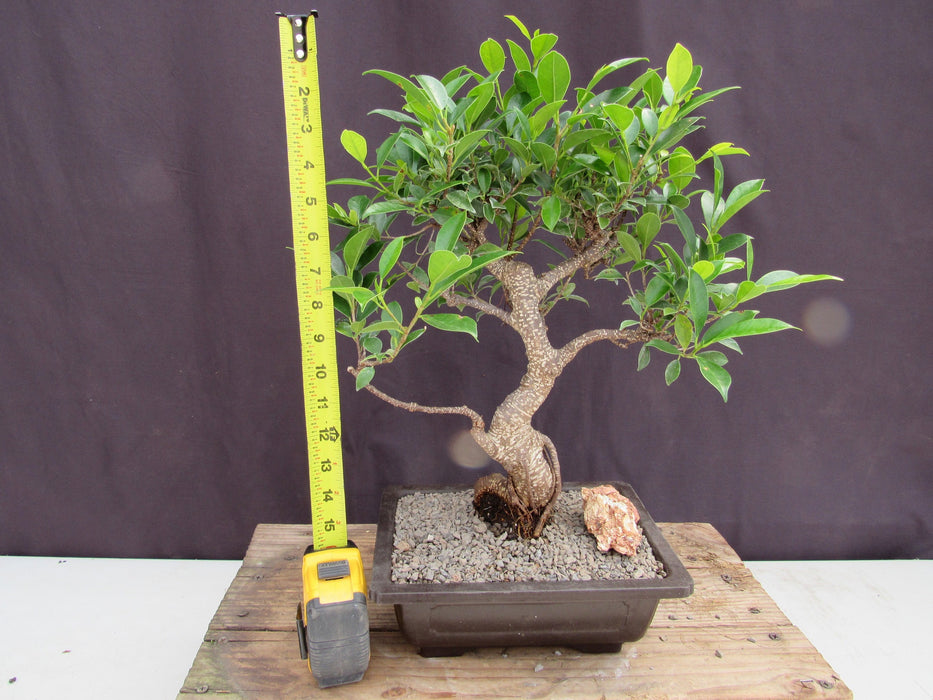 Extra Large Ficus Retusa Bonsai Tree - Curved Trunk Style Height