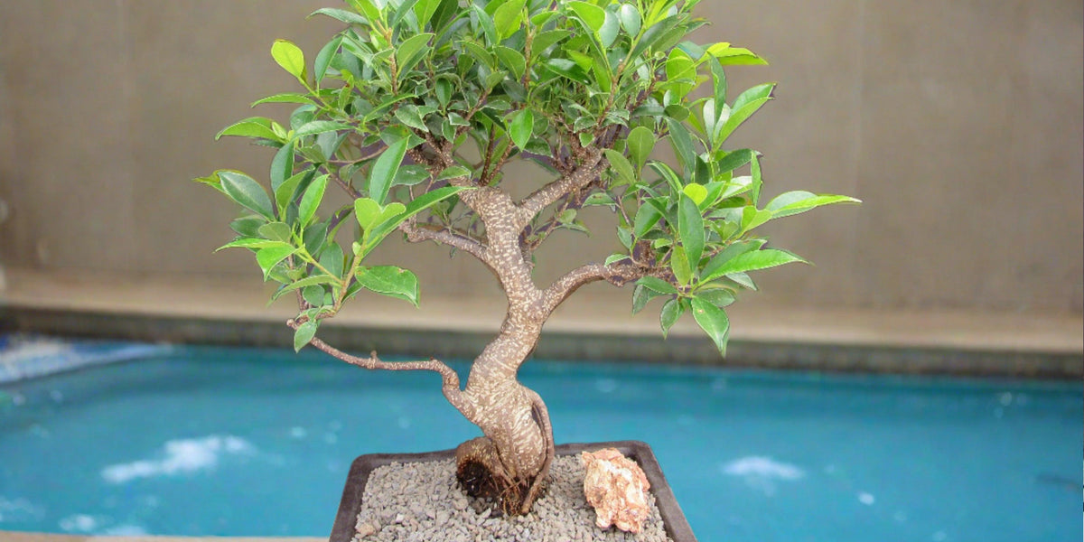 bonsai fig tree Extra Large Ficus Retusa Bonsai Tree
