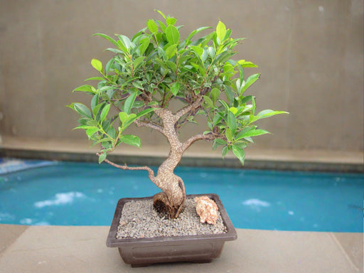 Extra Large Ficus Retusa Bonsai Tree - Curved Trunk Style