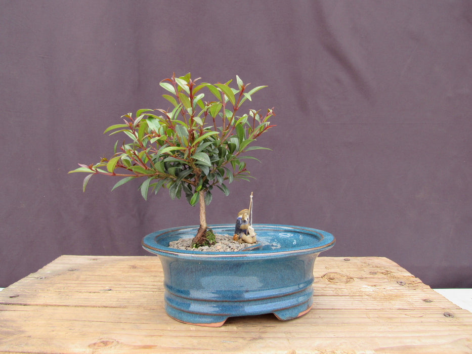 Flowering Brush Cherry Land and Water Bonsai Tree Profile