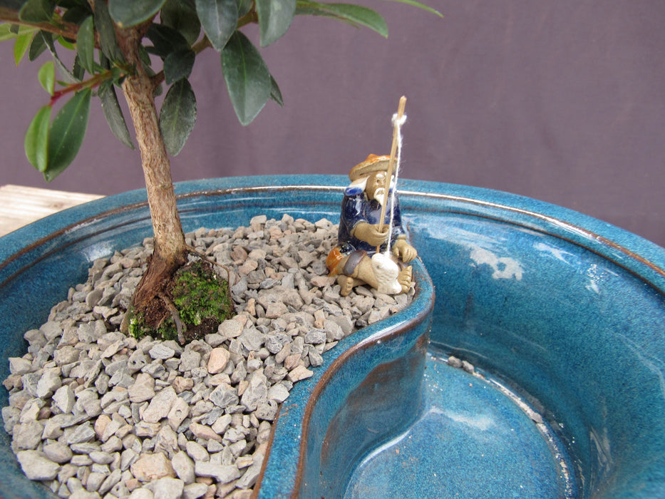 bonsai tree water feature Flowering Brush Cherry Land and Water Bonsai Tree