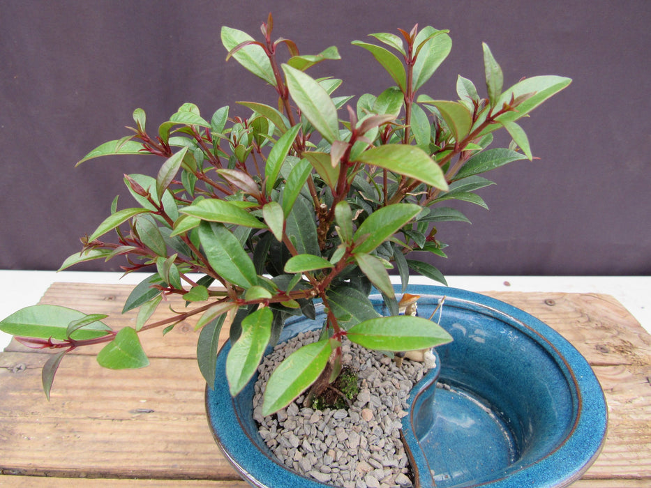 Flowering Brush Cherry Land and Water Bonsai Tree Foliage