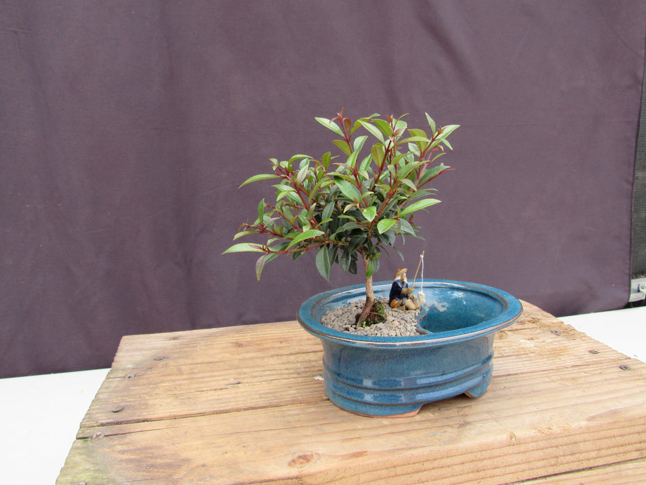 Flowering Brush Cherry Land and Water Bonsai Tree Land Side