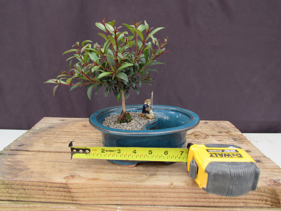 Flowering Brush Cherry Land and Water Bonsai Tree Size