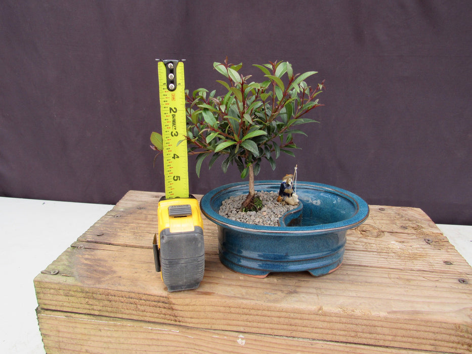 Flowering Brush Cherry Land and Water Bonsai Tree Height