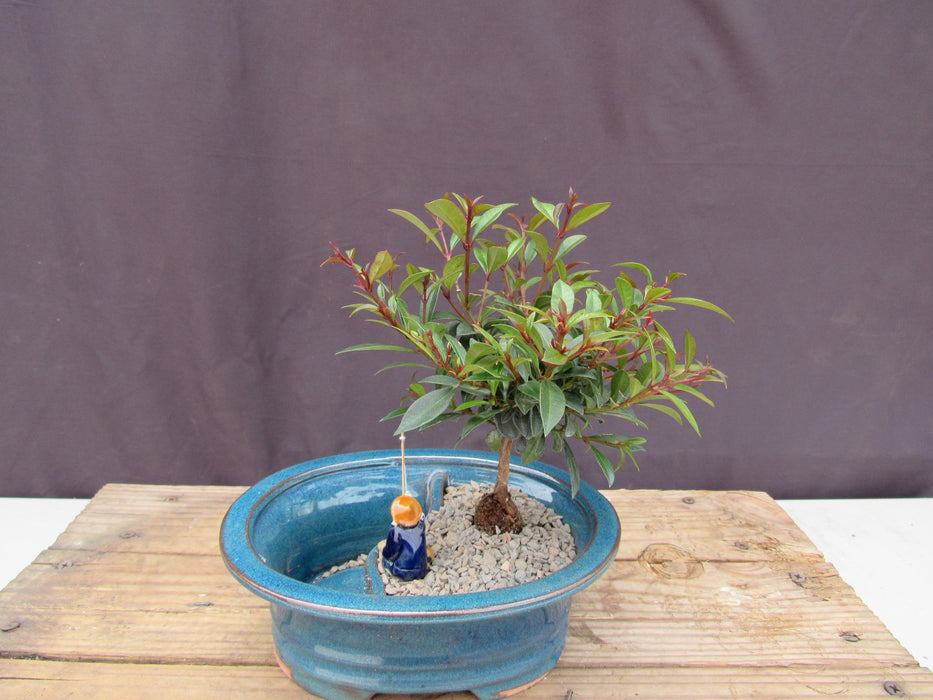 Flowering Brush Cherry Land and Water Bonsai Tree Back