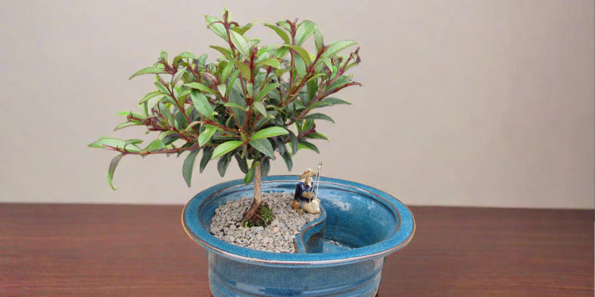 Flowering Brush Cherry Land and Water Bonsai Tree