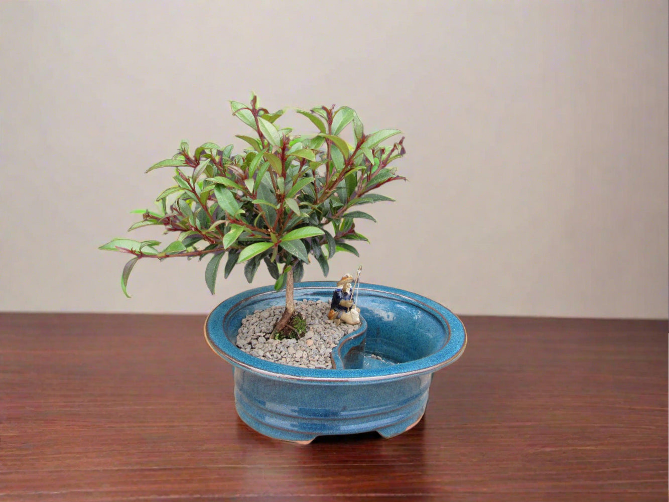 Flowering Brush Cherry Land and Water Bonsai Tree