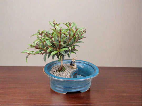 syzygium paniculatum bonsai Flowering Brush Cherry Land and Water Bonsai Tree