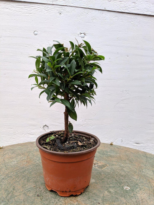 Flowering Brush Cherry Pre Bonsai Tree Profile