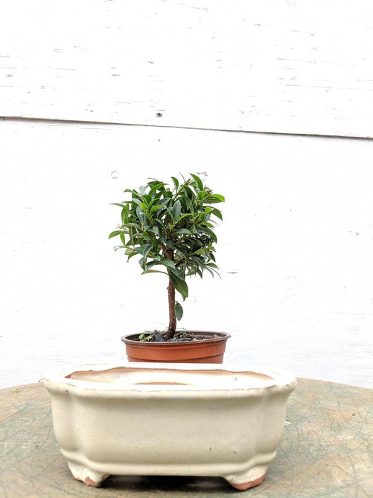 Flowering Brush Cherry Pre Bonsai Tree With DIY Kit Pot