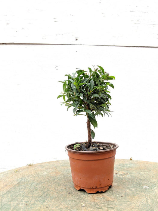 cherry tree bonsai for sale Flowering Brush Cherry Pre Bonsai Tree