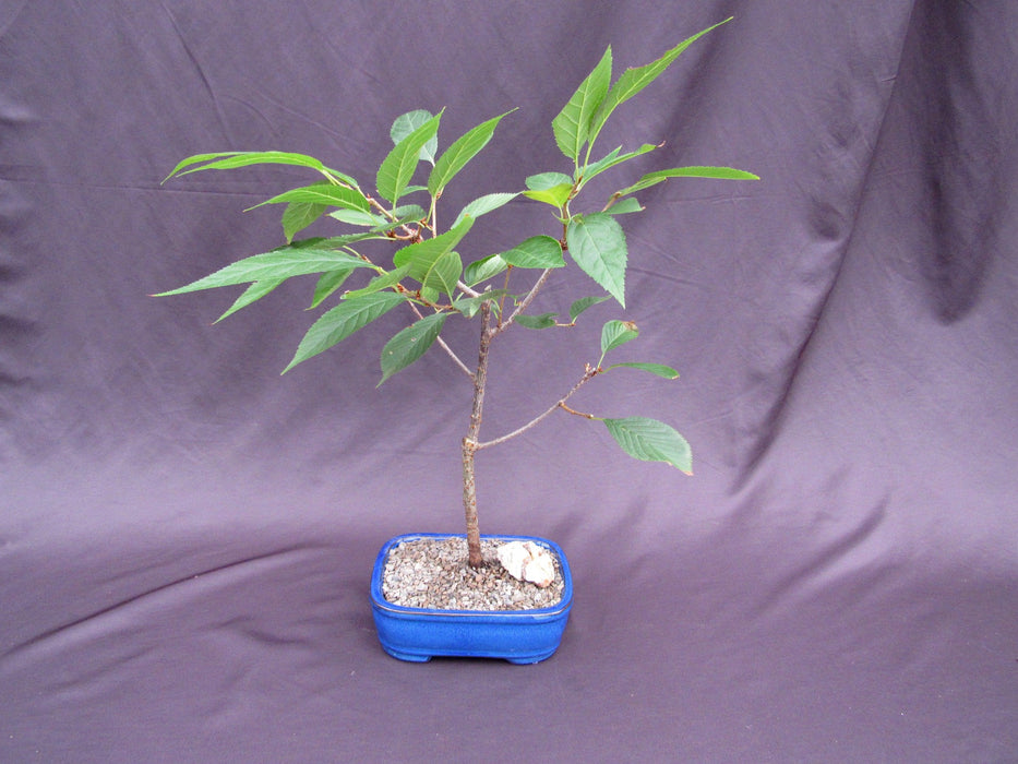 Flowering Cherry Bonsai Tree Front