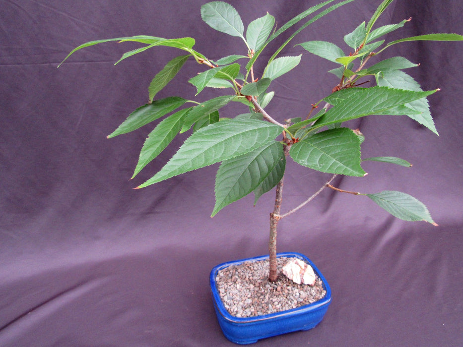 Flowering Cherry Bonsai Tree Foliage