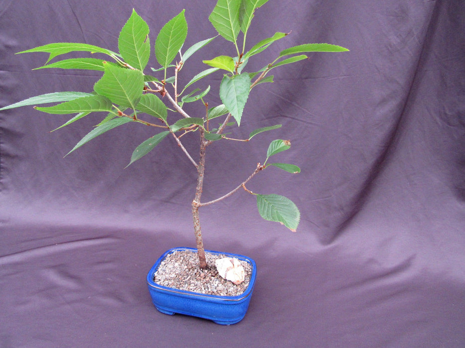 Flowering Cherry Bonsai Tree Twigs