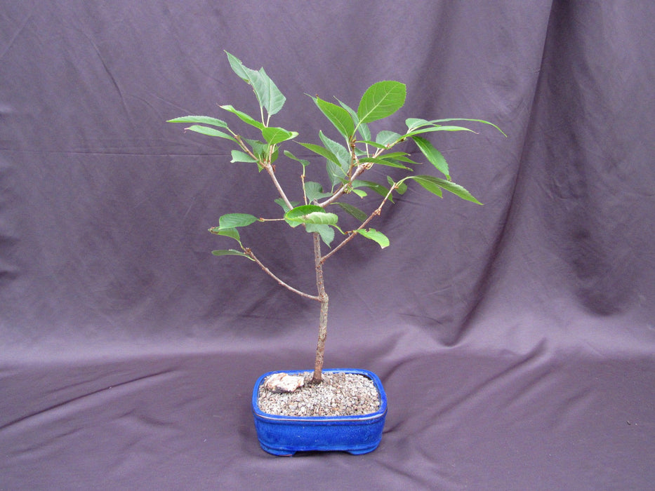 Flowering Cherry Bonsai Tree Back