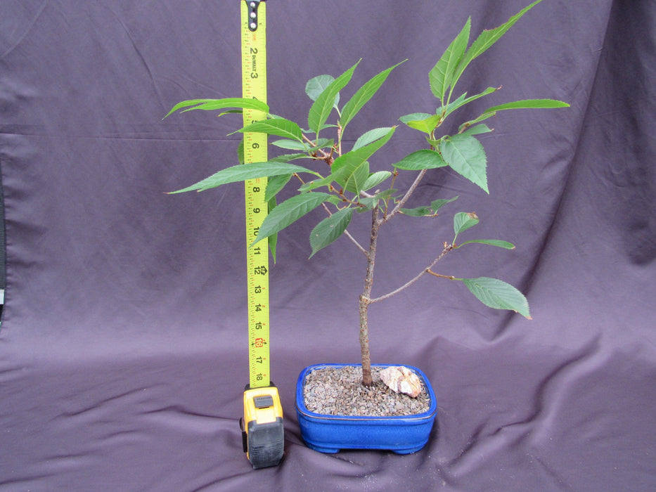 Flowering Cherry Bonsai Tree Height