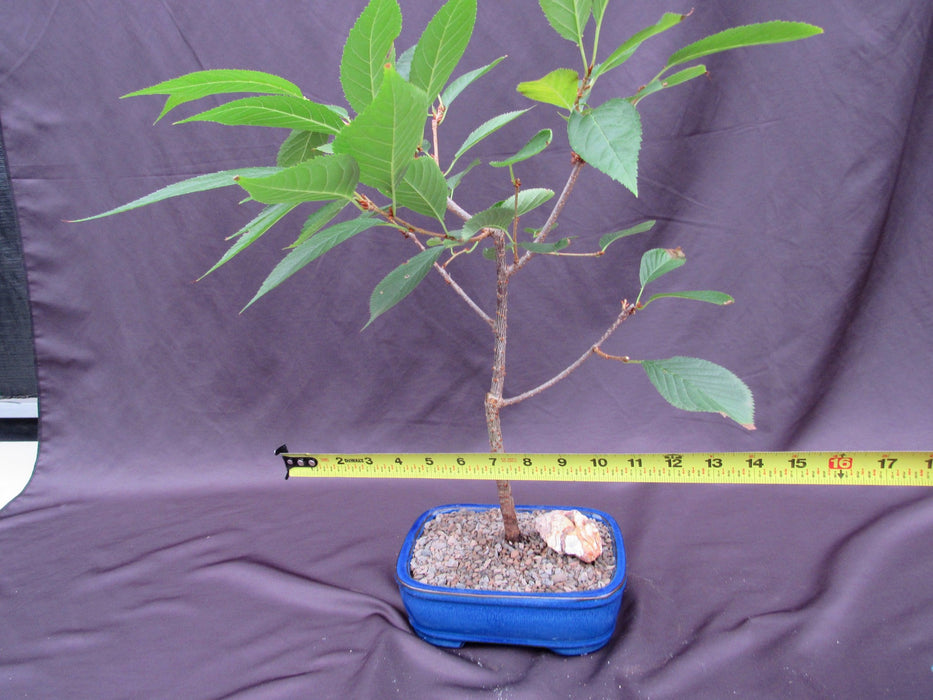 Flowering Cherry Bonsai Tree Size