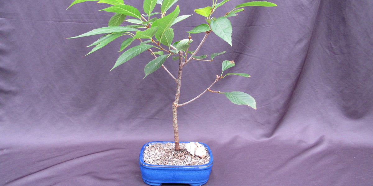 Flowering Cherry Bonsai Tree