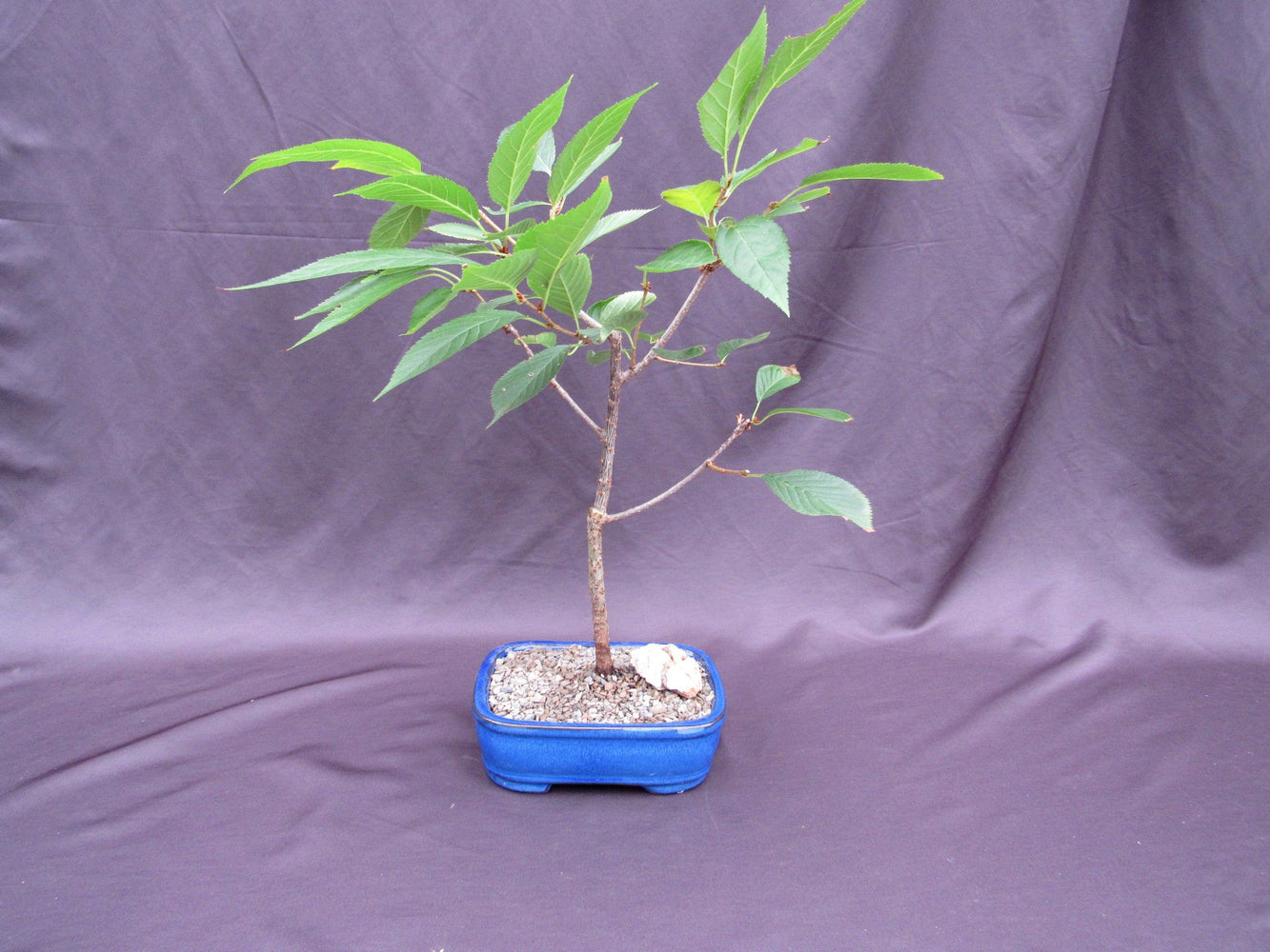 Flowering Cherry Bonsai Tree