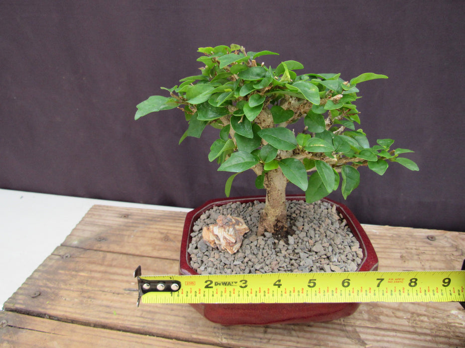 Flowering Parrot Beak Bonsai Tree Size