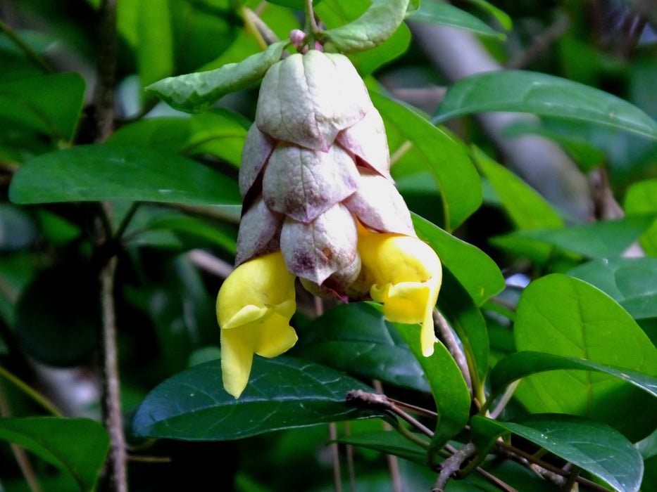 Parrot Beak Bonsai Tree Flower