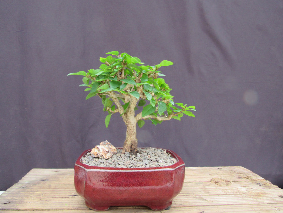 Flowering Parrot Beak Bonsai Tree Profile