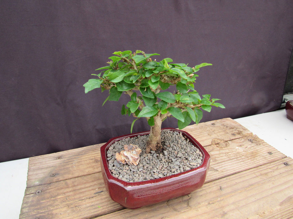 Flowering Parrot Beak Bonsai Tree Side