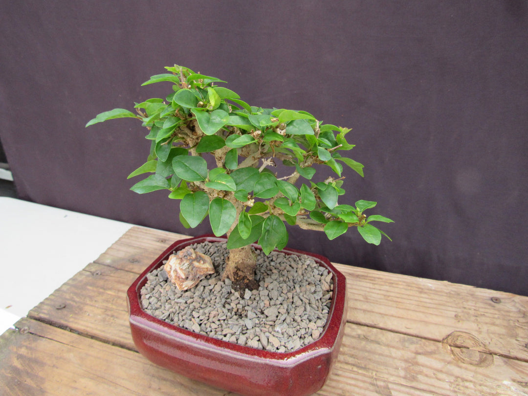 Flowering Parrot Beak Bonsai Tree Foliage