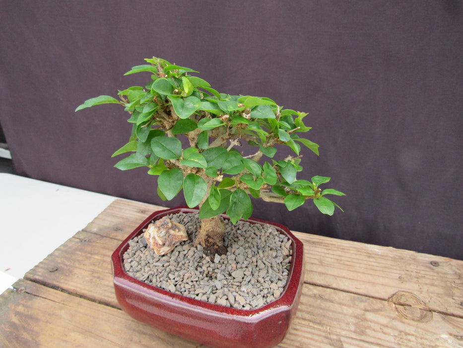 Flowering Parrot Beak Bonsai Tree Foliage