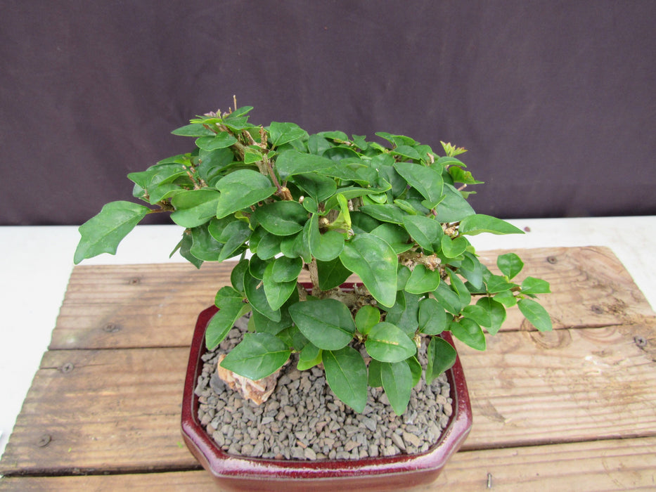 Flowering Parrot Beak Bonsai Tree Canopy