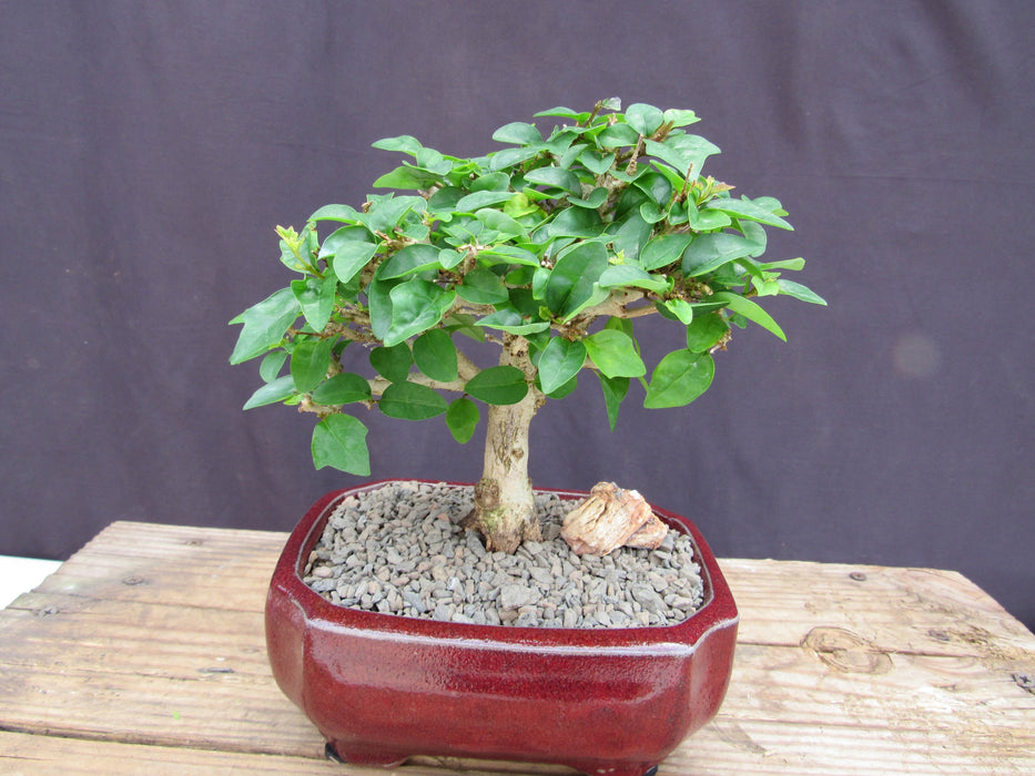 Flowering Parrot Beak Bonsai Tree Back