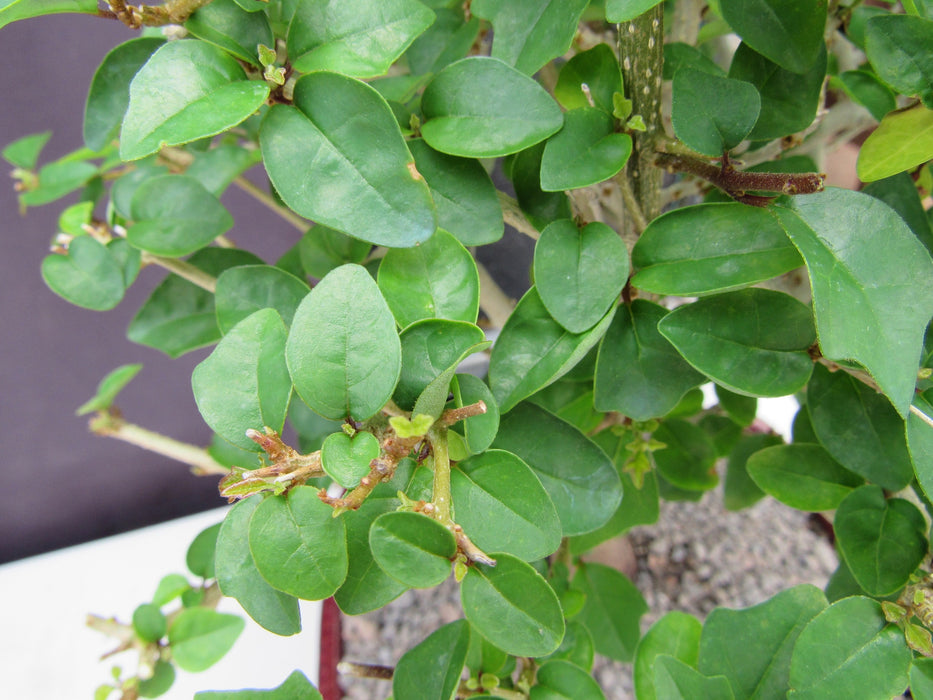 Flowering Parrot Beak Bonsai Tree Leaves