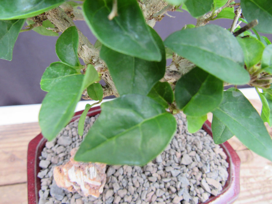 Flowering Parrot Beak Bonsai Tree Leaf Shape