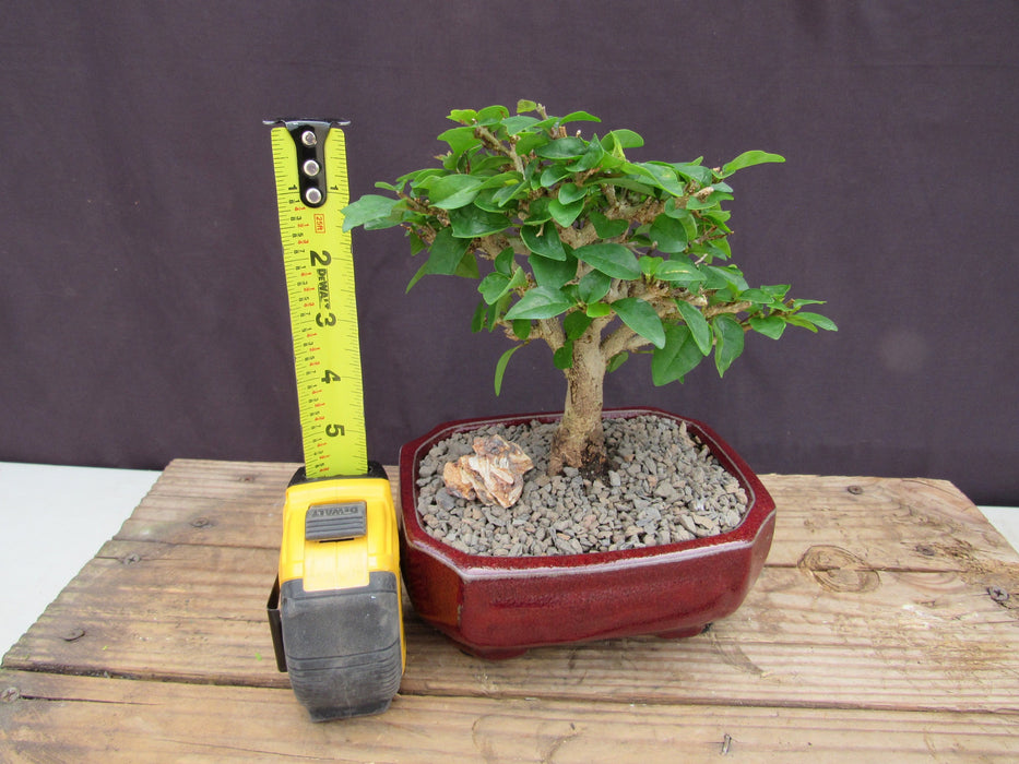 Flowering Parrot Beak Bonsai Tree Height