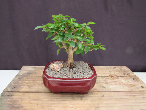 Flowering Parrot Beak Bonsai Tree