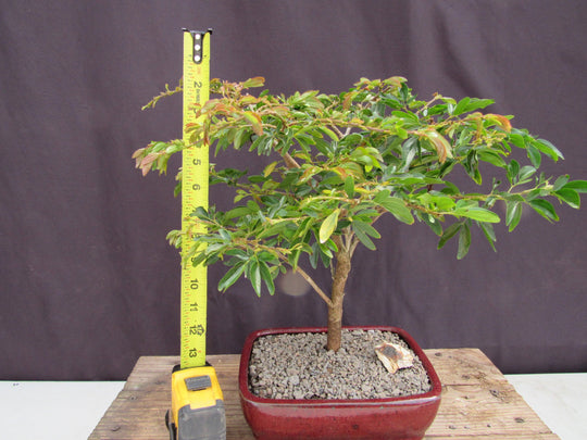 powder puff tree bonsai Flowering Red Dwarf Powder Puff Bonsai Tree