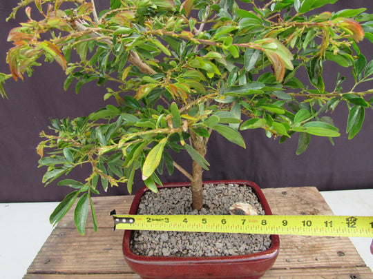 Flowering Red Dwarf Powder Puff Bonsai Tree