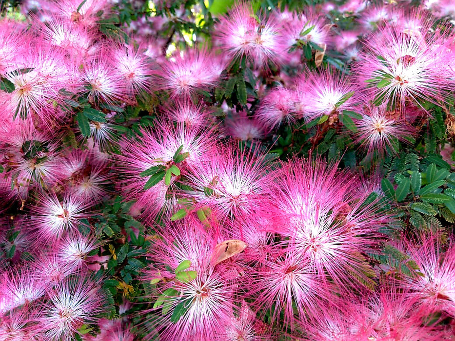 Pink Powder Puff Flowers