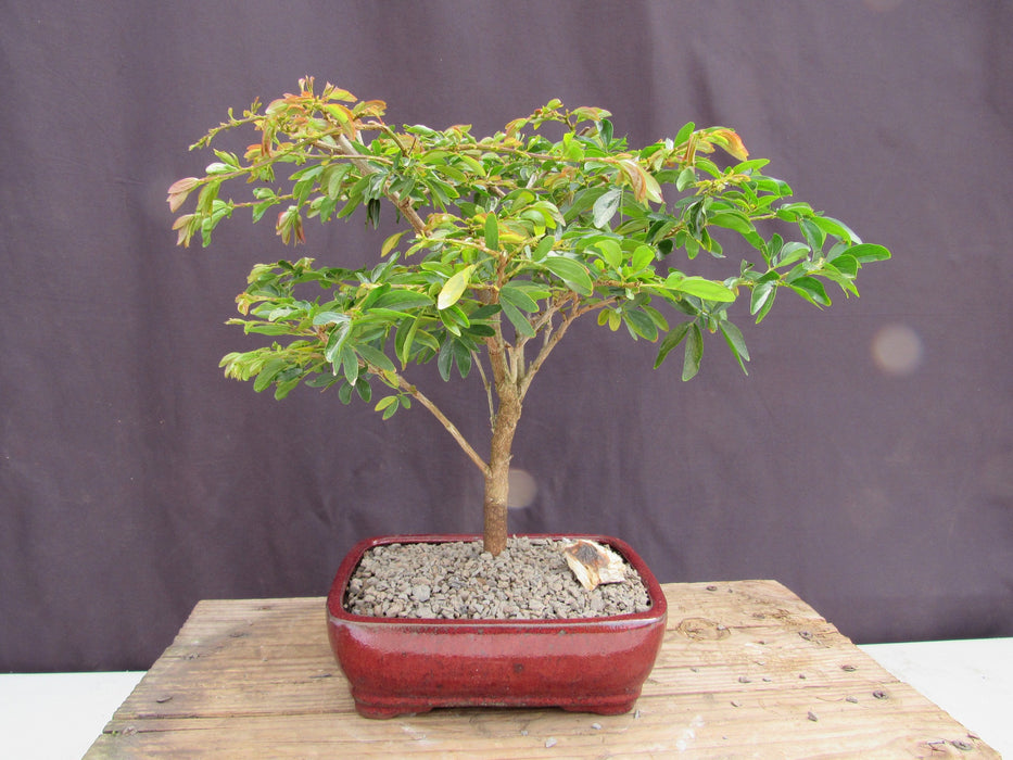 Flowering Red Dwarf Powder Puff Bonsai Tree Profile