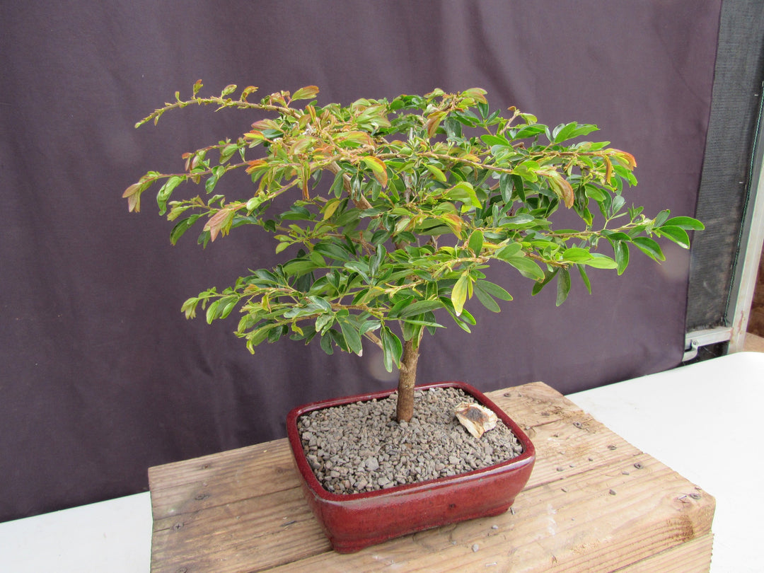 Flowering Red Dwarf Powder Puff Bonsai Tree Side