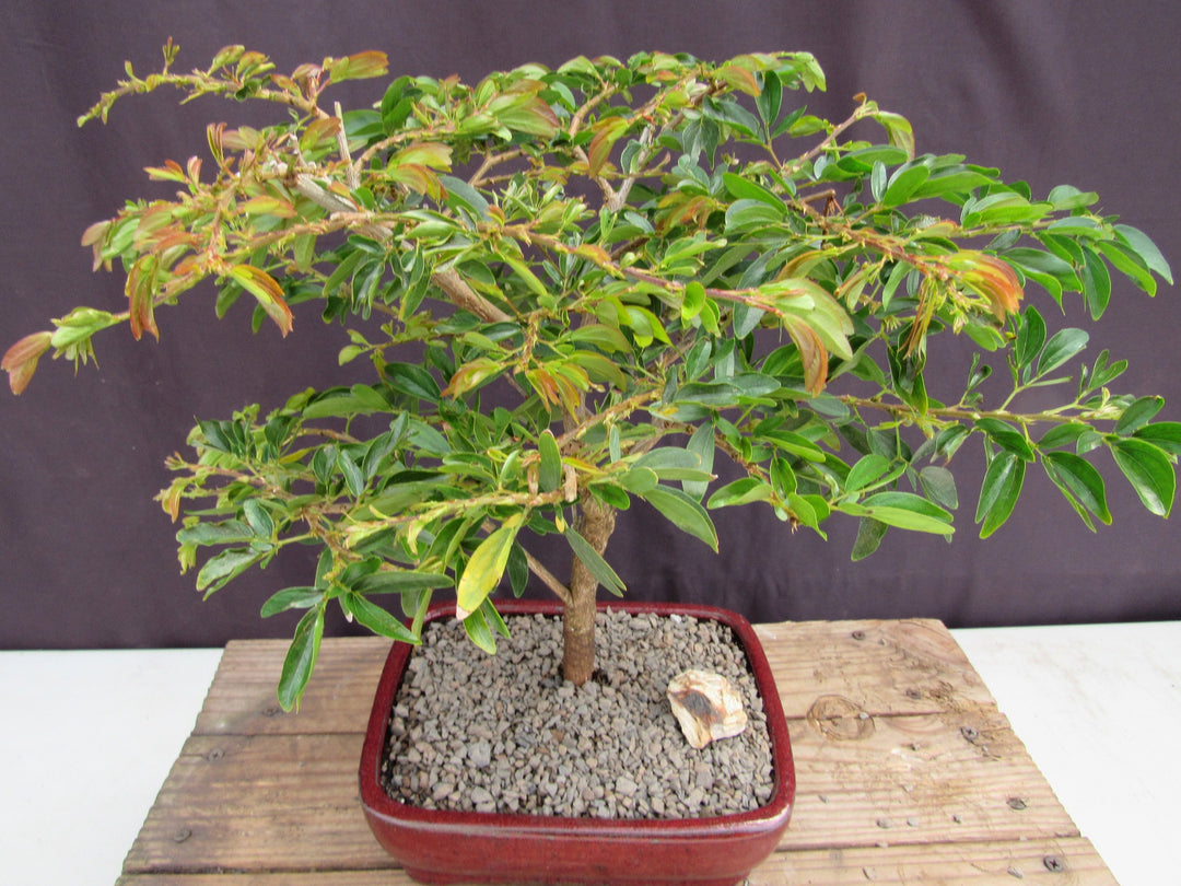 Flowering Red Dwarf Powder Puff Bonsai Tree Foliage