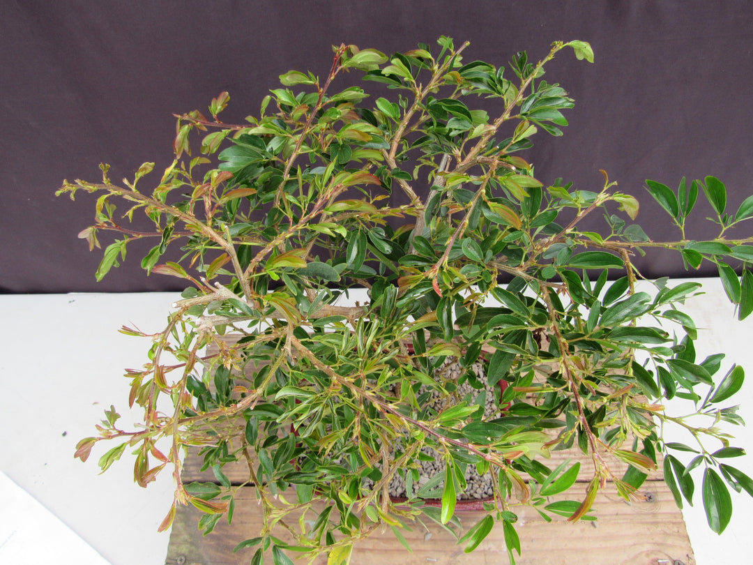 Flowering Red Dwarf Powder Puff Bonsai Tree Canopy