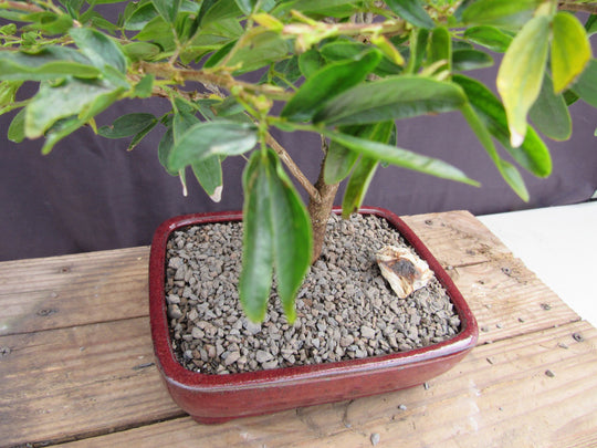 powder puff bonsai tree Flowering Red Dwarf Powder Puff Bonsai Tree