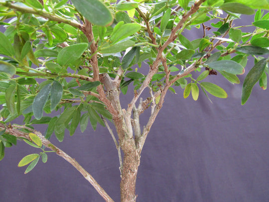Flowering Red Dwarf Powder Puff Bonsai Tree