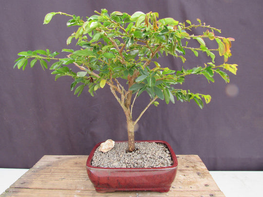 Flowering Red Dwarf Powder Puff Bonsai Tree