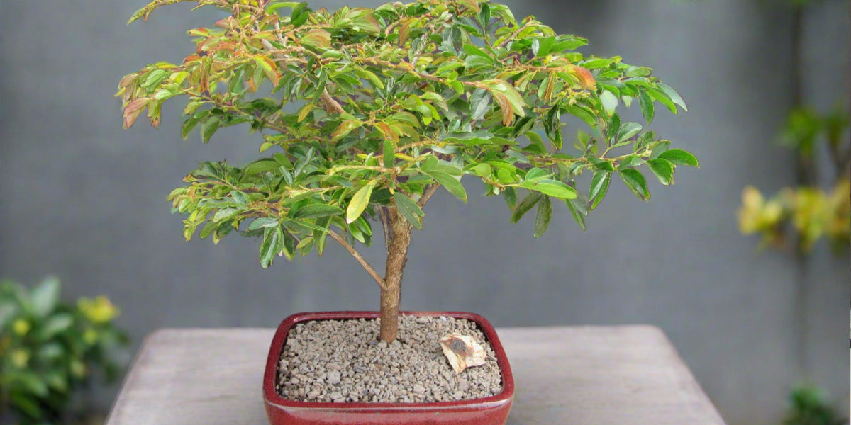 Flowering Red Dwarf Powder Puff Bonsai Tree